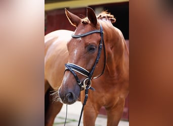Austrian Warmblood, Gelding, 6 years, 16.2 hh, Chestnut
