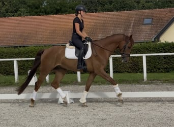Austrian Warmblood, Gelding, 6 years, 16.2 hh, Chestnut