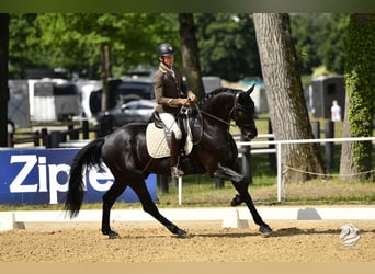 Austrian Warmblood, Gelding, 6 years, 16.3 hh, Black