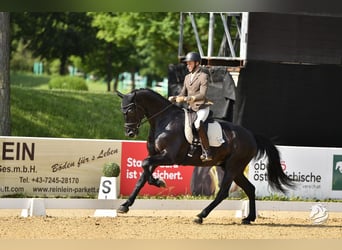 Austrian Warmblood, Gelding, 6 years, 16.3 hh, Black