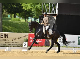 Austrian Warmblood, Gelding, 6 years, 16.3 hh, Black