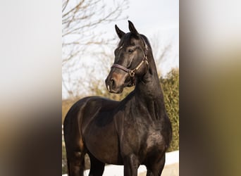 Austrian Warmblood, Gelding, 6 years, 16 hh, Smoky-Black