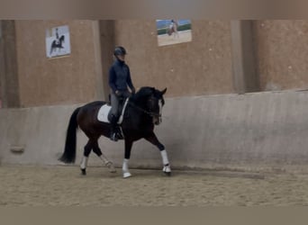 Austrian Warmblood, Gelding, 6 years, 16,2 hh, Brown