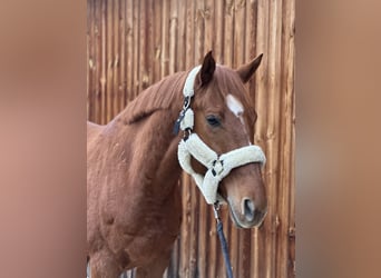 Austrian Warmblood, Gelding, 6 years, 16,2 hh, Chestnut-Red