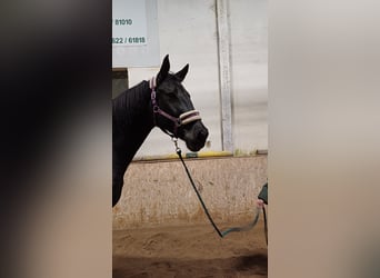 Austrian Warmblood, Gelding, 6 years, 17 hh, Black