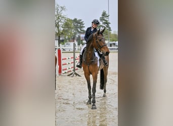Austrian Warmblood, Gelding, 6 years, 17,1 hh, Brown