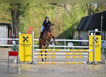 Austrian Warmblood, Gelding, 6 years, 17,1 hh, Brown