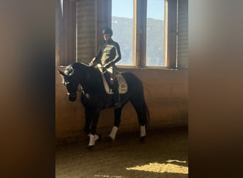 Austrian Warmblood, Gelding, 6 years, Black