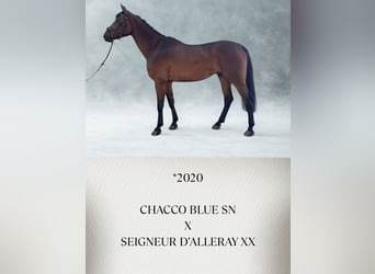 Austrian Warmblood, Gelding, 6 years, Brown