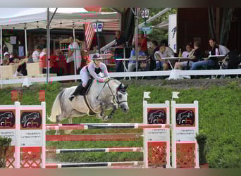 Austrian Warmblood, Gelding, 7 years, 16.1 hh, Grey-Dark-Tan