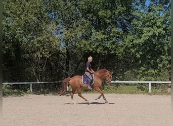 Österreichisches Warmblut, Wallach, 7 Jahre, 16,2 hh, Fuchs