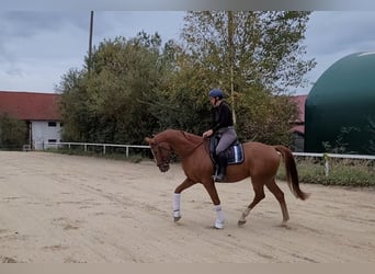 Österreichisches Warmblut, Wallach, 7 Jahre, 16,2 hh, Fuchs