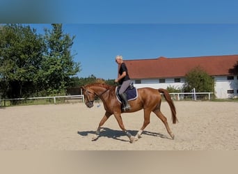 Österreichisches Warmblut, Wallach, 7 Jahre, 16,2 hh, Fuchs