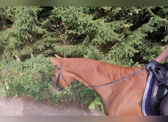 Österreichisches Warmblut, Wallach, 7 Jahre, 16,2 hh, Fuchs