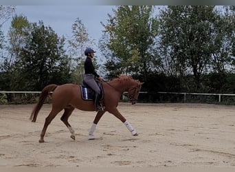 Österreichisches Warmblut, Wallach, 7 Jahre, 16,2 hh, Fuchs