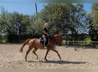 Österreichisches Warmblut, Wallach, 7 Jahre, 16,2 hh, Fuchs