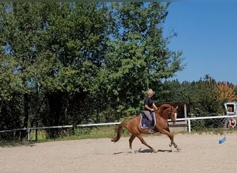 Österreichisches Warmblut, Wallach, 7 Jahre, 16,2 hh, Fuchs