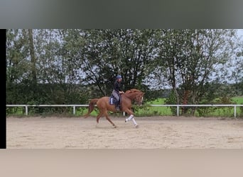 Österreichisches Warmblut, Wallach, 7 Jahre, 16,2 hh, Fuchs