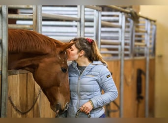 Österreichisches Warmblut, Wallach, 7 Jahre, 16,2 hh, Fuchs