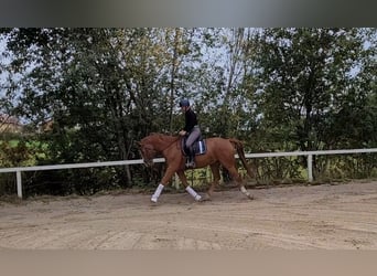 Österreichisches Warmblut, Wallach, 7 Jahre, 16,2 hh, Fuchs