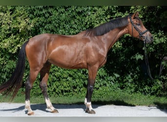 Austrian Warmblood, Gelding, 7 years, 16.3 hh, Brown