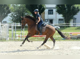 Austrian Warmblood, Gelding, 7 years, 16.3 hh, Brown