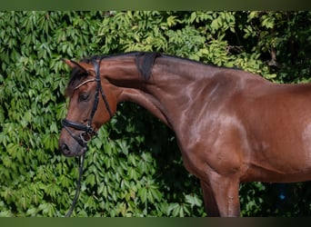 Austrian Warmblood, Gelding, 7 years, 16.3 hh, Brown
