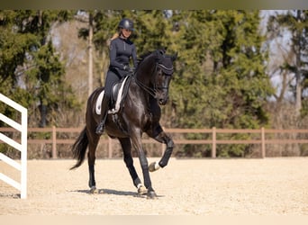 Austrian Warmblood, Gelding, 7 years, 17.1 hh, Black