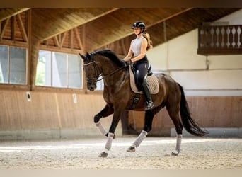 Austrian Warmblood, Gelding, 7 years, 17.1 hh, Black
