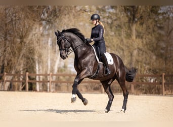 Austrian Warmblood, Gelding, 7 years, 17.1 hh, Black