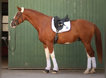 Austrian Warmblood, Gelding, 7 years, 17.1 hh, Chestnut-Red