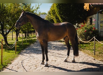 Austrian Warmblood, Gelding, 7 years, 17 hh, Bay-Dark