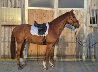 Austrian Warmblood, Gelding, 7 years, 17 hh, Chestnut