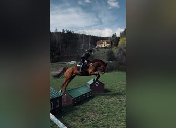 Austrian Warmblood, Gelding, 7 years, 17 hh, Chestnut-Red