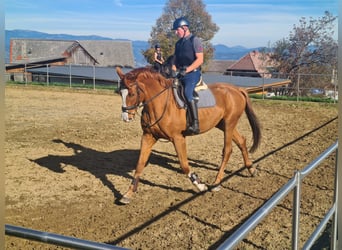 Austrian Warmblood, Gelding, 7 years, 18.1 hh, Chestnut-Red