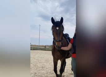 Austrian Warmblood, Gelding, 8 years, 15.3 hh, Bay-Dark