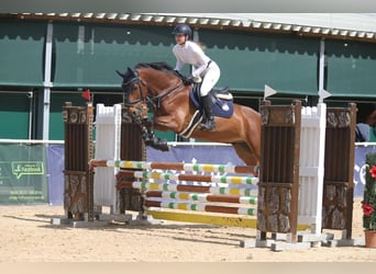 Austrian Warmblood, Gelding, 8 years, 16.1 hh, Brown