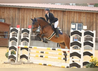 Austrian Warmblood, Gelding, 8 years, 16.1 hh, Brown