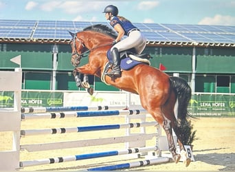 Austrian Warmblood, Gelding, 8 years, 16.1 hh, Brown
