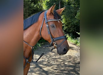 Austrian Warmblood, Gelding, 8 years, 16.1 hh, Brown