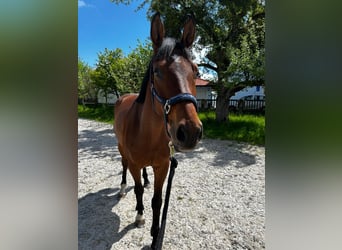 Austrian Warmblood, Gelding, 8 years, 16.1 hh, Brown