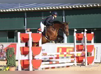 Austrian Warmblood, Gelding, 8 years, 16.1 hh, Brown