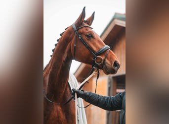 Austrian Warmblood, Gelding, 8 years, 16.3 hh, Brown