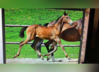 Austrian Warmblood, Gelding, 8 years, 16.3 hh, Grey-Dapple