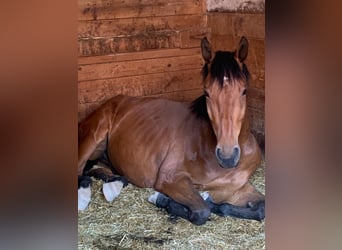 Austrian Warmblood, Gelding, 8 years, 16,1 hh, Brown