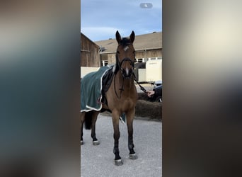 Austrian Warmblood, Gelding, 8 years, 16,1 hh, Brown