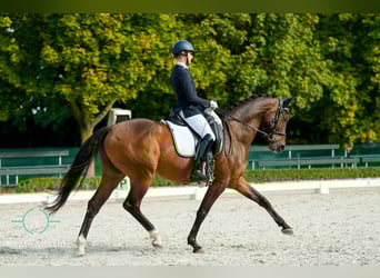 Austrian Warmblood, Gelding, 9 years, 15.2 hh, Brown