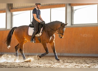 Austrian Warmblood, Gelding, 9 years, 16.1 hh, Brown