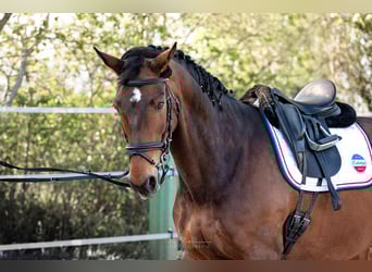 Austrian Warmblood, Gelding, 9 years, 16.1 hh, Brown