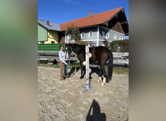 Austrian Warmblood, Gelding, 9 years, 16.2 hh, Brown